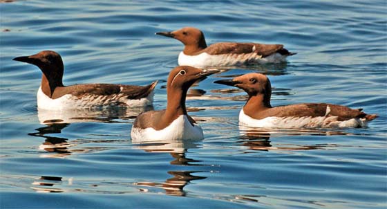 Common Murre 
 Permission to redistribute under the GNU Free Documentation License 
 Source is Wikimedia Commons